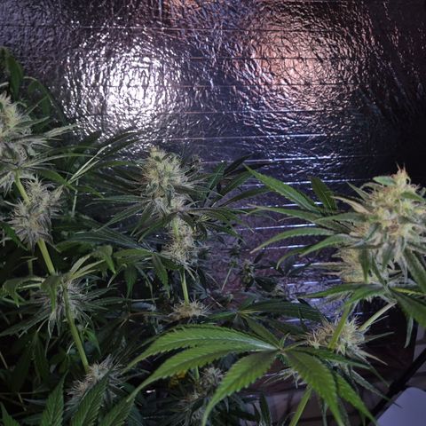 🍍Anna  #1 amnesia lemon  growlog timeline photo