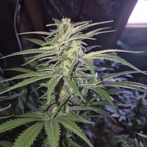 DieAnnas  #2 amnesia lemon/ungedämmter Dachboden growlog timeline photo