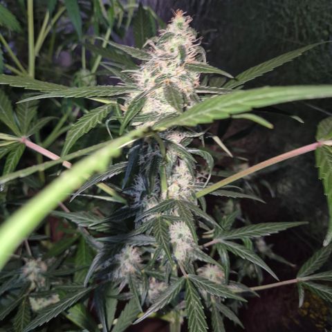 🌈 Zkittles auto🌈 growlog timeline photo