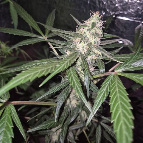 🌈 Zkittles auto🌈 growlog timeline photo