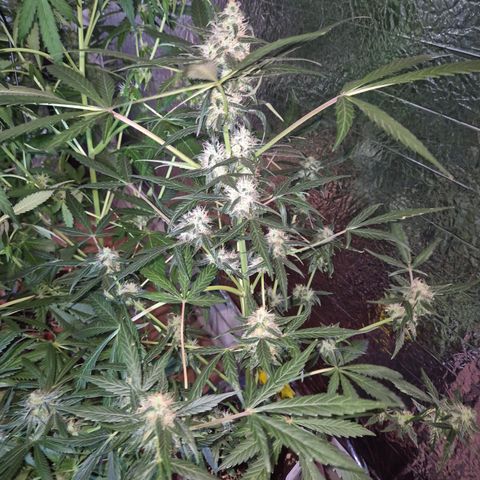 🌈 Zkittles auto🌈 growlog timeline photo