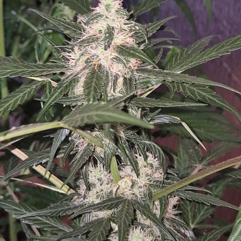🌈 Zkittles auto🌈 growlog timeline photo
