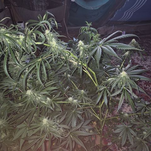 🌅Sherbi photo, blue sunset sherbert, Barneys farm  growlog timeline photo