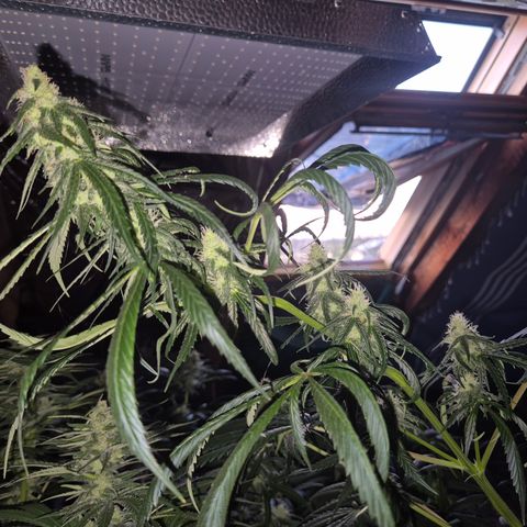 🌅Sherbi photo, blue sunset sherbert, Barneys farm  growlog timeline photo