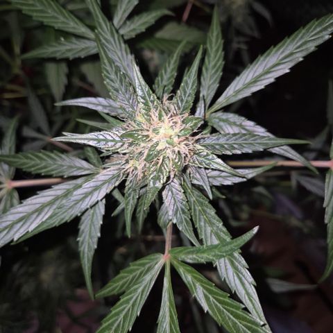 🌈 Zkittles auto🌈 growlog timeline photo