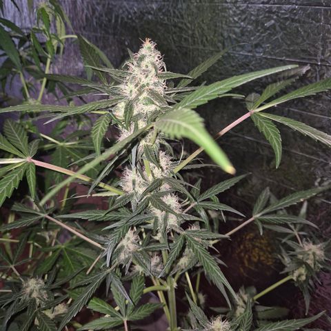 🌈 Zkittles auto🌈 growlog timeline photo