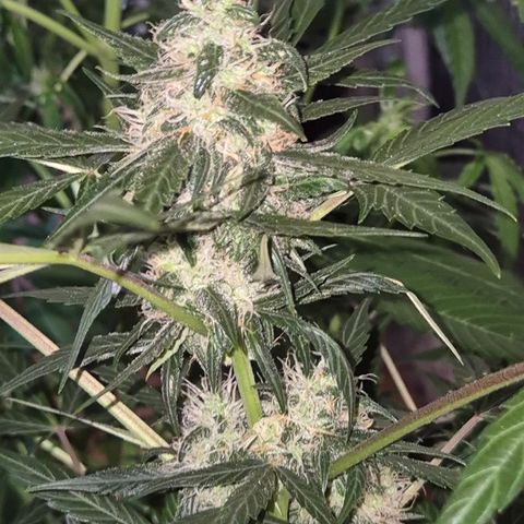 🌈 Zkittles auto🌈 growlog timeline photo