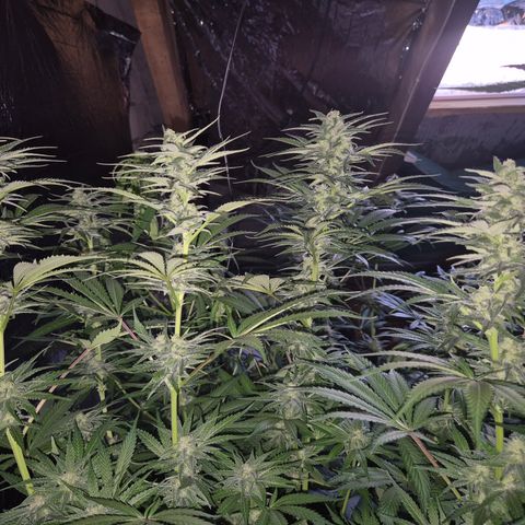 DieAnnas  #2 amnesia lemon/ungedämmter Dachboden growlog timeline photo