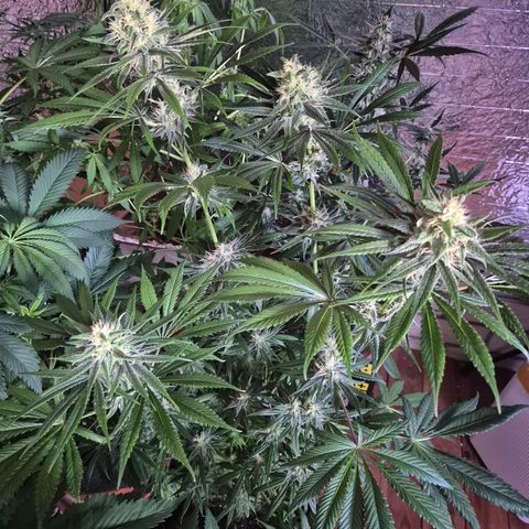 🍍Anna  #1 amnesia lemon  growlog timeline photo