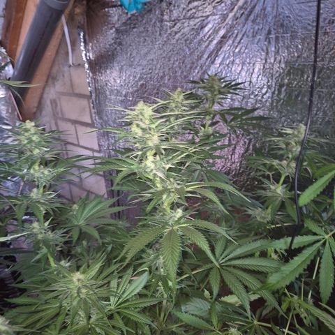 DieAnnas  #2 amnesia lemon/ungedämmter Dachboden growlog timeline photo
