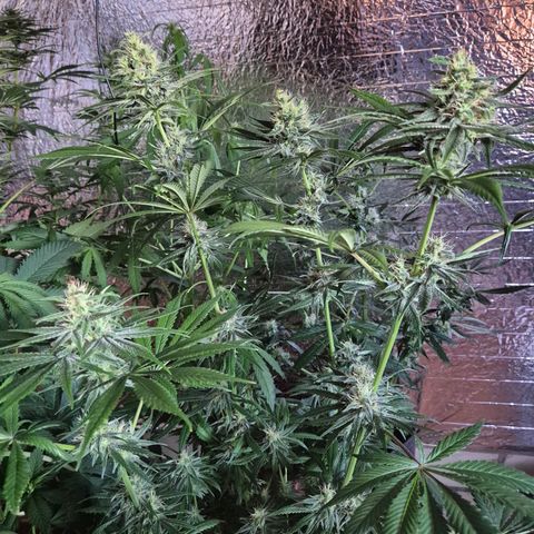 🍍Anna  #1 amnesia lemon  growlog timeline photo
