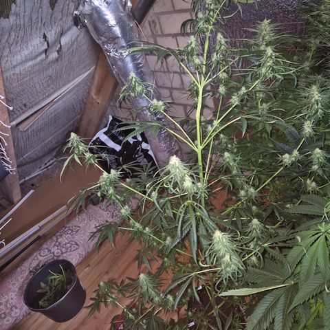 🌅Sherbi photo, blue sunset sherbert, Barneys farm  growlog timeline photo