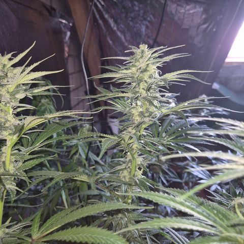 DieAnnas  #2 amnesia lemon/ungedämmter Dachboden growlog timeline photo