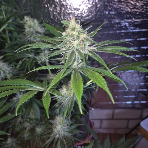 🍍Anna  #1 amnesia lemon  growlog timeline photo