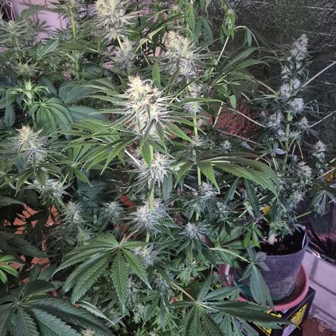 🍍Anna  #1 amnesia lemon  growlog timeline photo