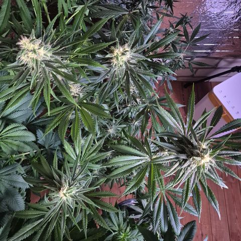 🍍Anna  #1 amnesia lemon  growlog timeline photo