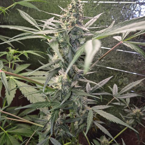 🌈 Zkittles auto🌈 growlog timeline photo