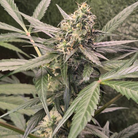 🌈 Zkittles auto🌈 growlog timeline photo