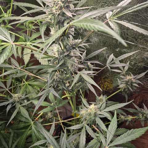🌈 Zkittles auto🌈 growlog timeline photo