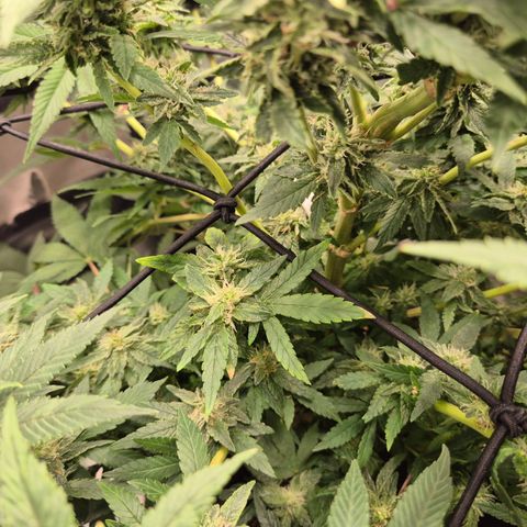 Mimosa evo Photo ♥️ Barney's Farm  growlog timeline photo