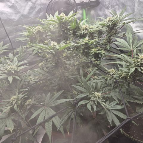 Mimosa evo Photo ♥️ Barney's Farm  growlog timeline photo