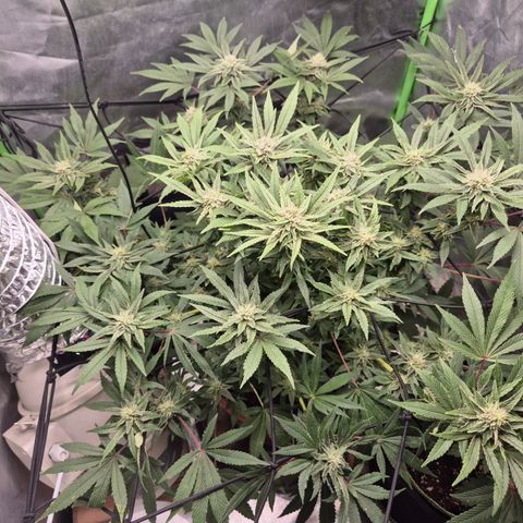 Mimosa evo Photo ♥️ Barney's Farm  growlog timeline photo