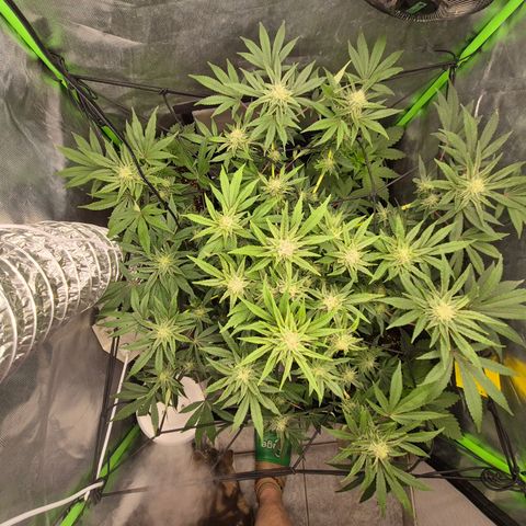 Mimosa evo Photo ♥️ Barney's Farm  growlog timeline photo