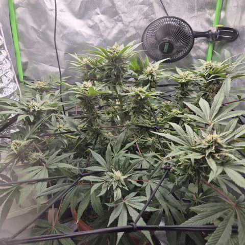 Mimosa evo Photo ♥️ Barney's Farm  growlog timeline photo