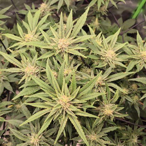 Mimosa evo Photo ♥️ Barney's Farm  growlog timeline photo