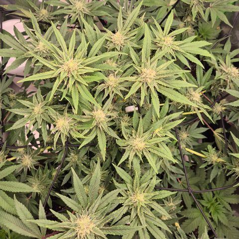 Mimosa evo Photo ♥️ Barney's Farm  growlog timeline photo