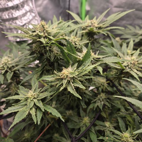 Mimosa evo Photo ♥️ Barney's Farm  growlog timeline photo