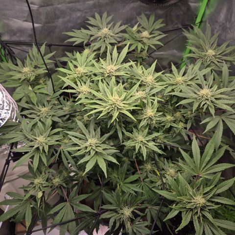 Mimosa evo Photo ♥️ Barney's Farm  growlog timeline photo