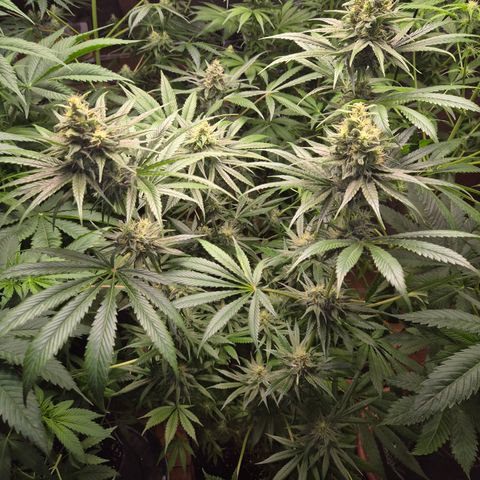 🍍Anna  #1 amnesia lemon  growlog timeline photo
