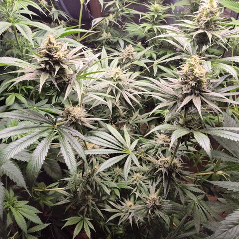 🍍Anna  #1 amnesia lemon  growlog timeline photo