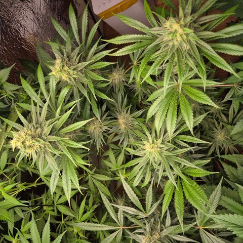 🍍Anna  #1 amnesia lemon  growlog timeline photo
