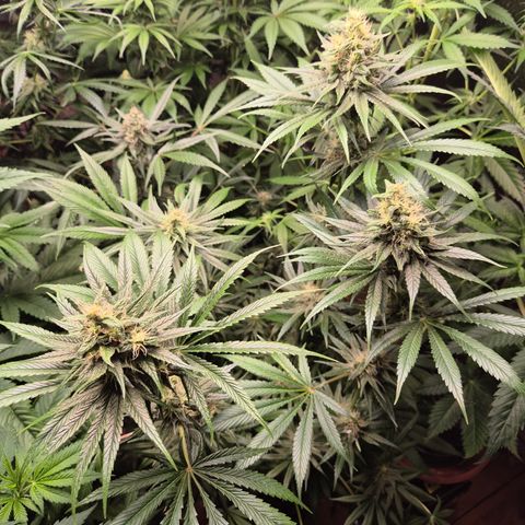 🍍Anna  #1 amnesia lemon  growlog timeline photo