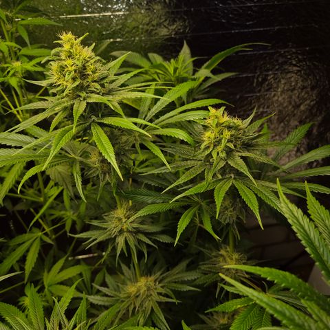 🍍Anna  #1 amnesia lemon  growlog timeline photo