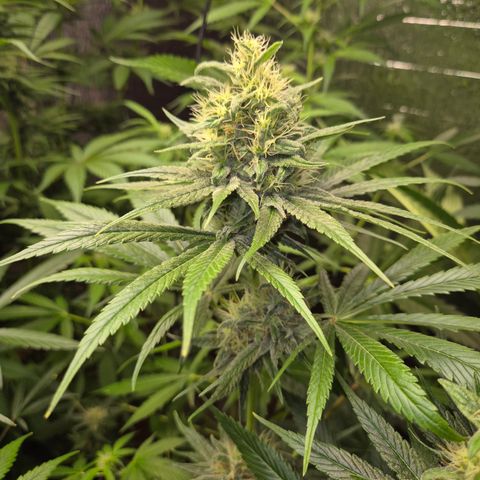 🍍Anna  #1 amnesia lemon  growlog timeline photo