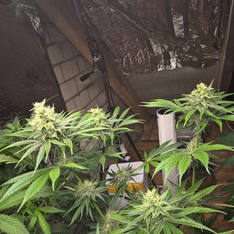 🍍Anna  #1 amnesia lemon  growlog timeline photo