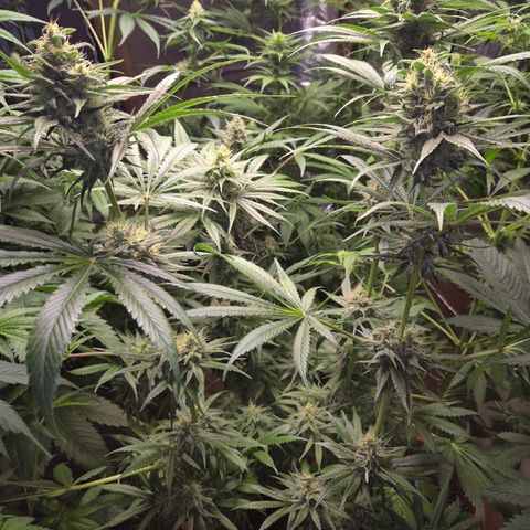 🍍Anna  #1 amnesia lemon  growlog timeline photo