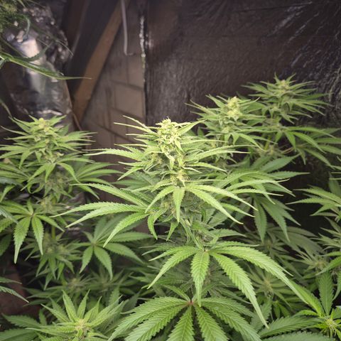 DieAnnas  #2 amnesia lemon/ungedämmter Dachboden growlog timeline photo