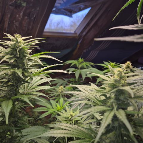 DieAnnas  #2 amnesia lemon/ungedämmter Dachboden growlog timeline photo