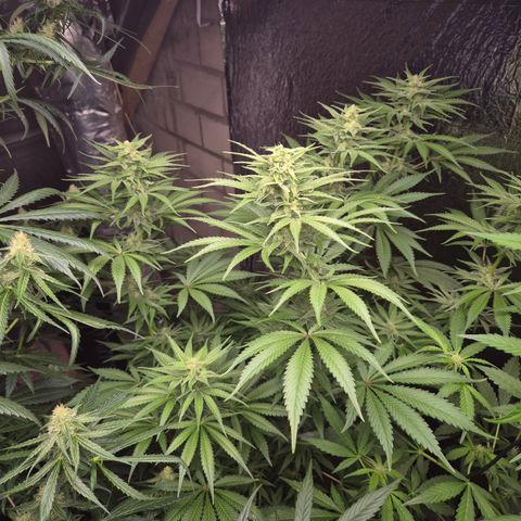 DieAnnas  #2 amnesia lemon/ungedämmter Dachboden growlog timeline photo