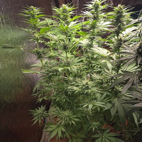 DieAnnas  #2 amnesia lemon/ungedämmter Dachboden growlog timeline photo
