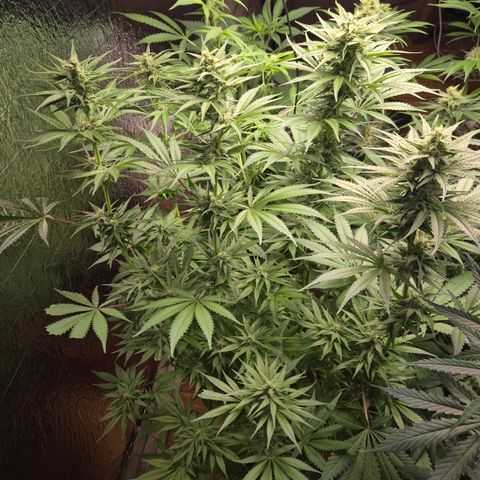 DieAnnas  #2 amnesia lemon/ungedämmter Dachboden growlog timeline photo