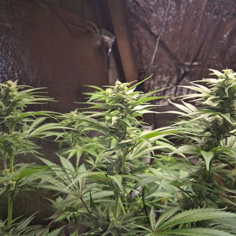 DieAnnas  #2 amnesia lemon/ungedämmter Dachboden growlog timeline photo