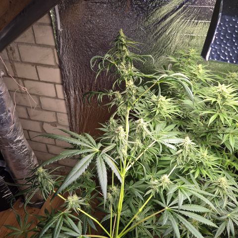 🌅Sherbi photo, blue sunset sherbert, Barneys farm  growlog timeline photo