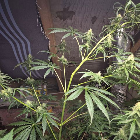 🌅Sherbi photo, blue sunset sherbert, Barneys farm  growlog timeline photo
