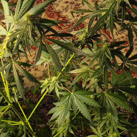 🌅Sherbi photo, blue sunset sherbert, Barneys farm  growlog timeline photo