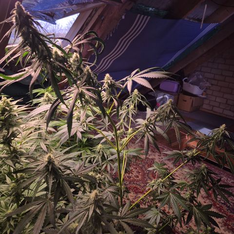 🌅Sherbi photo, blue sunset sherbert, Barneys farm  growlog timeline photo